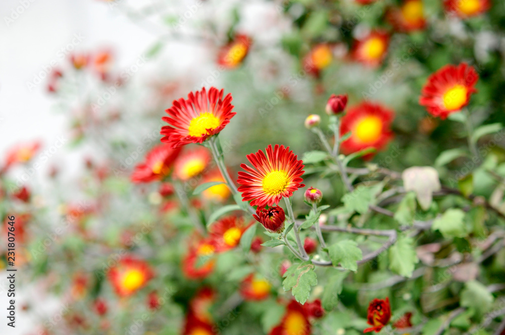 オレンジ色の花 オレンジ色の花