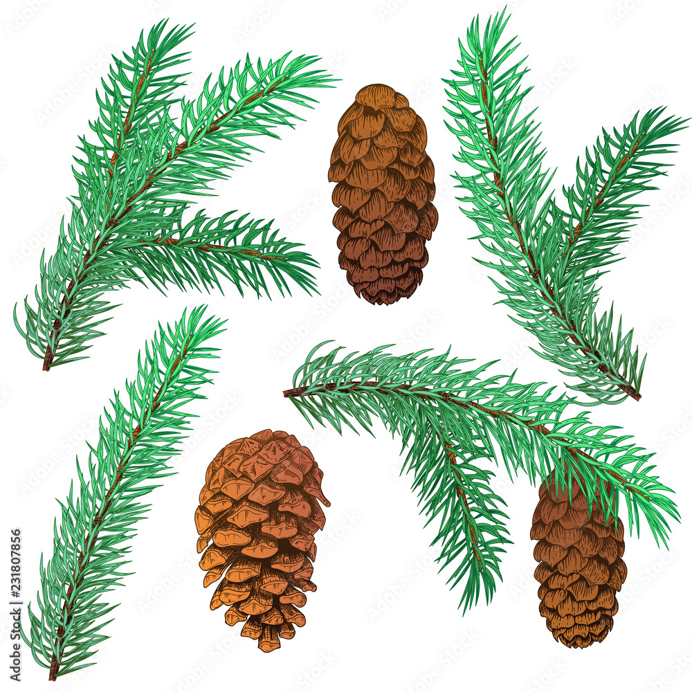 Fototapeta premium Set christmas tree and cone. Black line ink on a white background. Vector illustrations