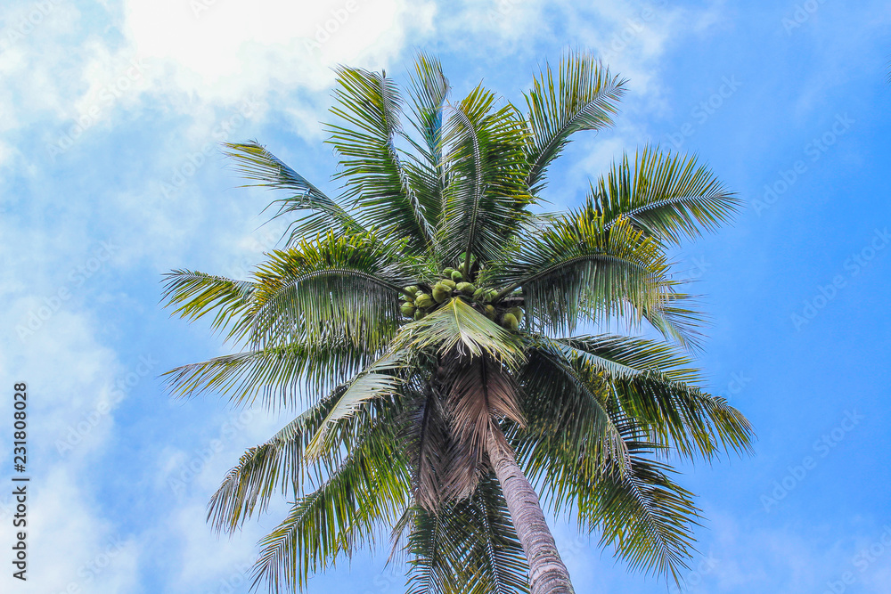 Obraz premium Coconut or palm tree and vivid blue sky with clouds on background