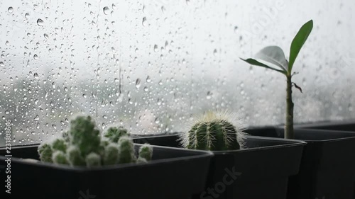 Rain Drops on the Window with Cactus and Cityscape 5.3