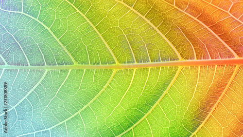 Close up macro of colorful leaf.