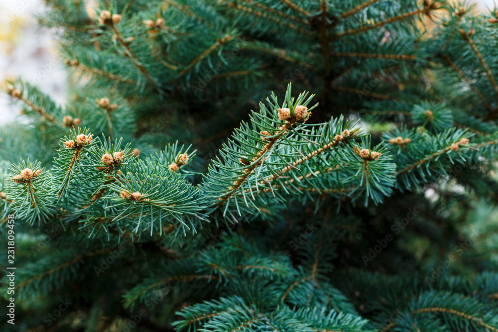 Christmas Background with beautiful green pine tree brunches close up. Nature concept