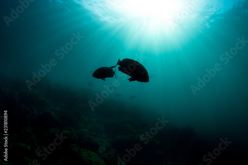 A Pair of Fish 
