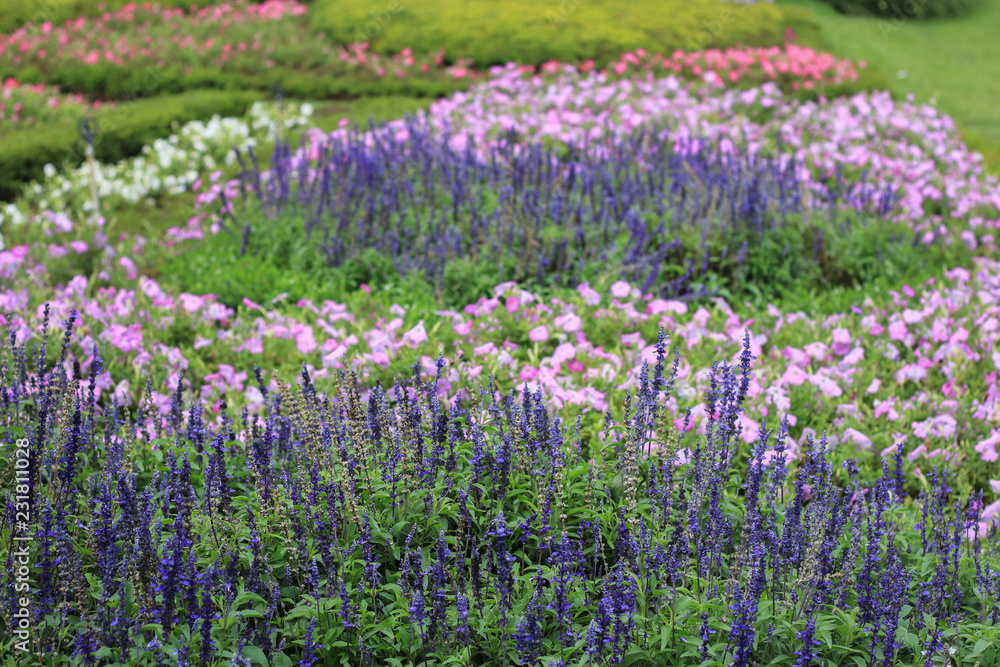 Naklejka premium colorful flowers in the garden