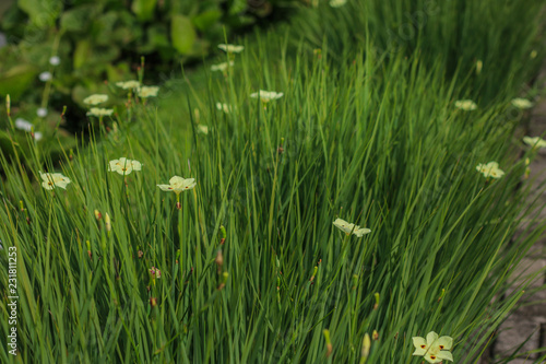 white flower in the garden with green leaves