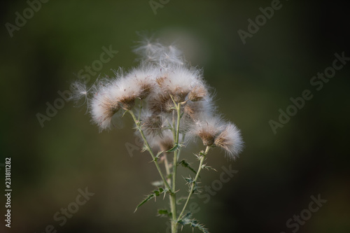 forest plant