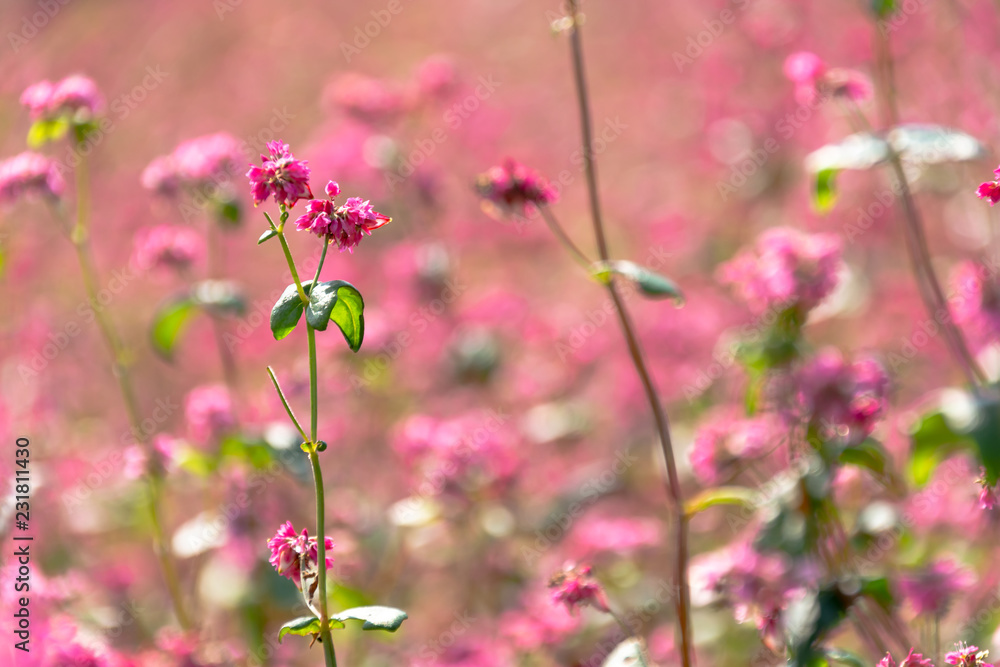 赤そばの花 赤そばの花