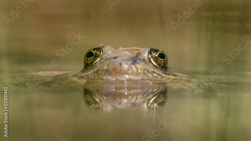 Columbian Spotted Frog