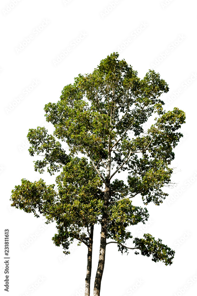 Obraz premium Green tree on white background