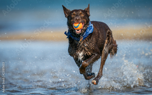 Running Red Dog