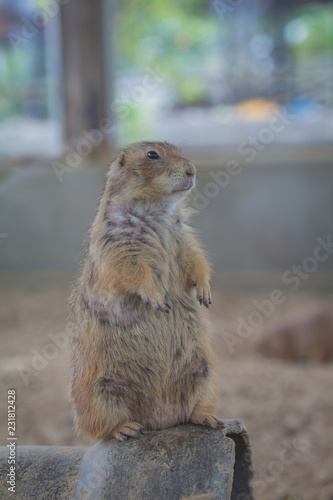punxsutawney phil cute little animals that kids like