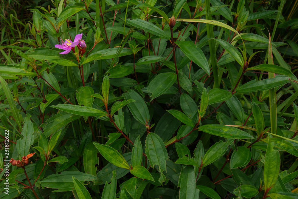Creative layout made of Violet flower. Tropical Nature background at phuket thailand Creative layout made of Violet flower. Tropical Nature background at phuket thailand