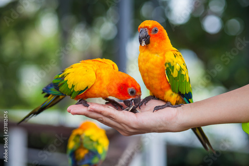 Macaw beautiful color eat on hand © piriwat