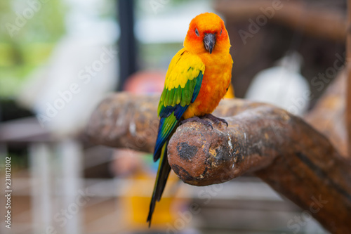 Macaw beautiful color