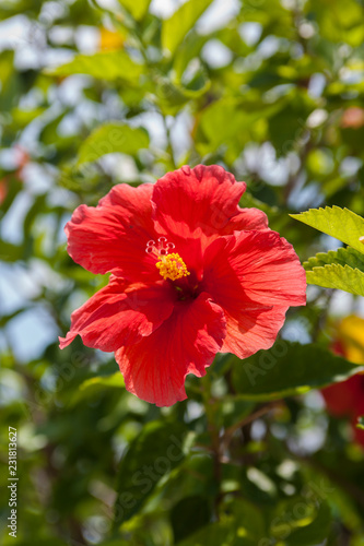 Wallpaper Mural Цветок / Flower Torontodigital.ca