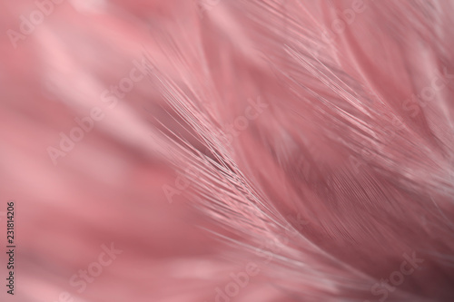 Blur Bird chickens feather texture for background, Fantasy, Abstract, soft color of art design. © Chunnapa