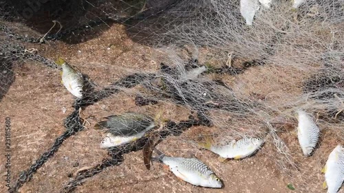 Many freshwater fishes caught with local  tool , Fisherman hands take fish off fishing net ,  Cyprinidae fish  (Mystacoleucus marginatus) in Thailand photo