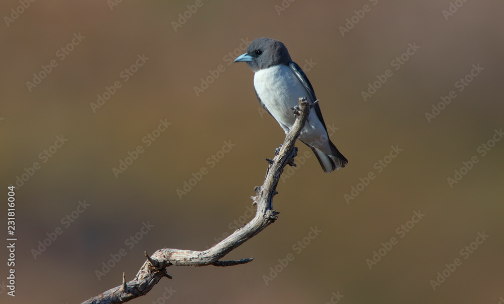 Obraz premium White breasted Woodswallow