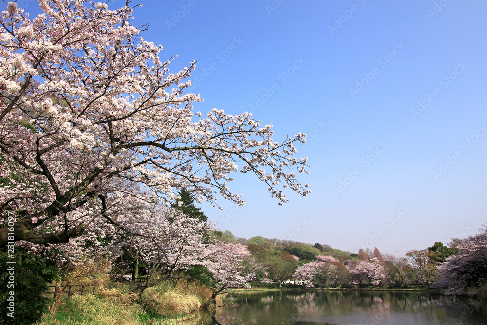 Japanese landscape with cherry blossoms Japanese landscape with cherry blossoms