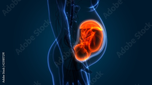 Photos Fetus (Baby) in Womb