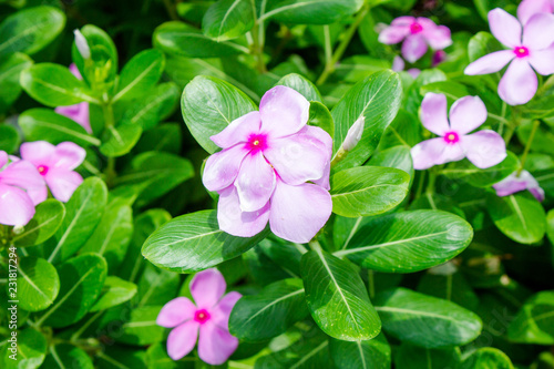 Pink flower