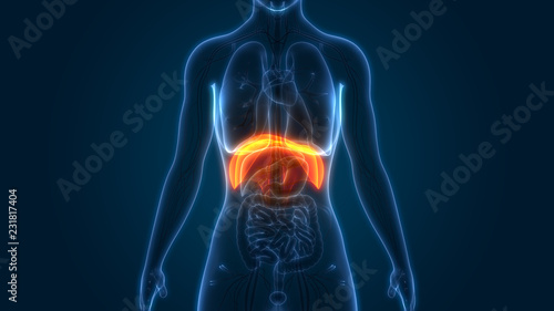 Fotografia Human Diaphragm Anatomy