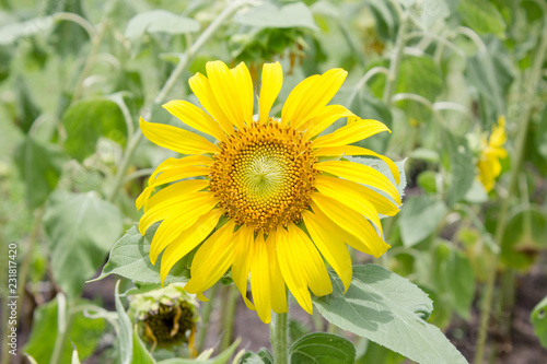 Sunflower in garden © napavut