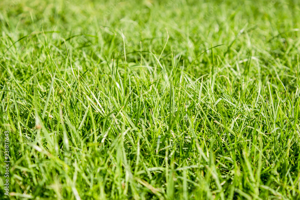 Fresh grass background Fresh grass background