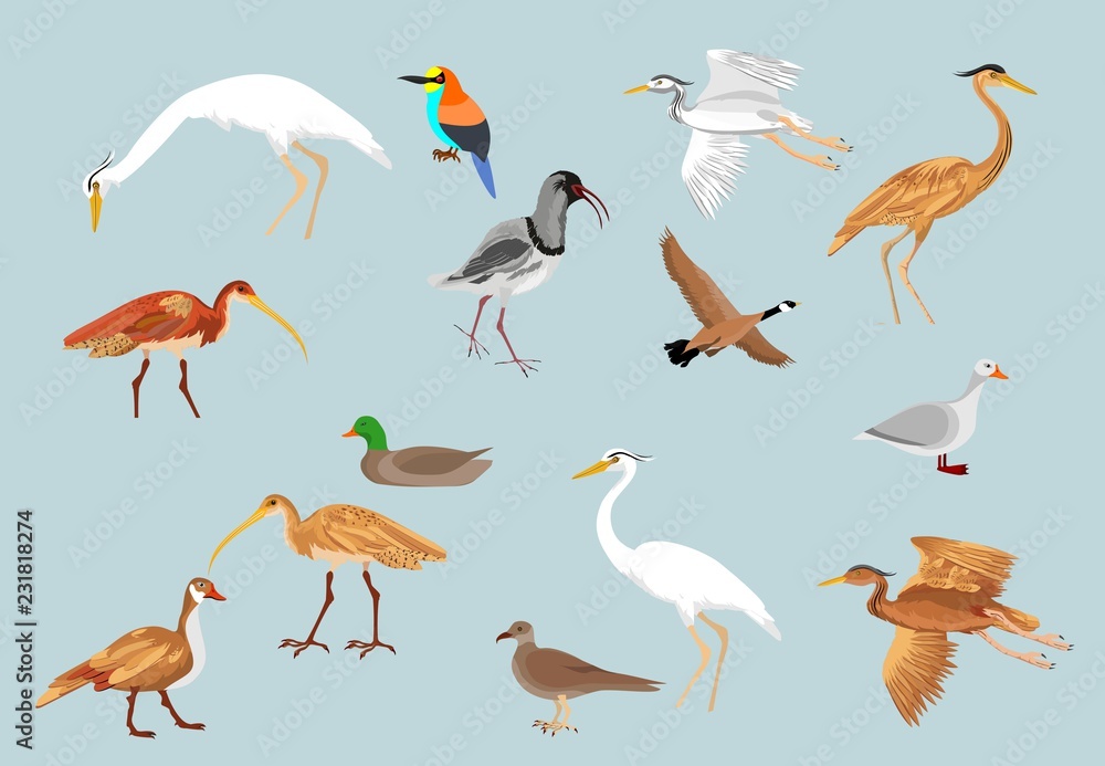 Obraz premium Vector birds set, vector illustration
