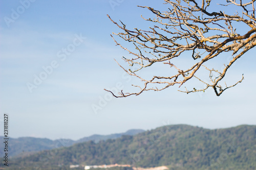 dry tree in springtime on cityscapes and mountain background