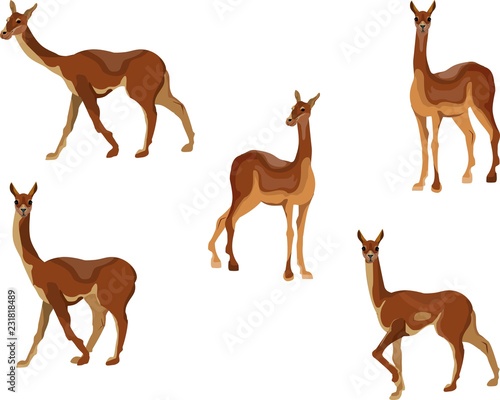 South American animal vicuna in deffferent poses vector set. Isolated illustration
