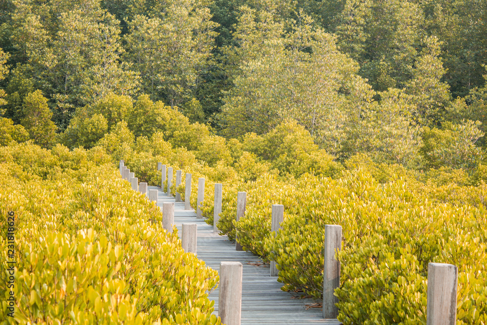 Fototapeta premium wood bridge and yellow tree background