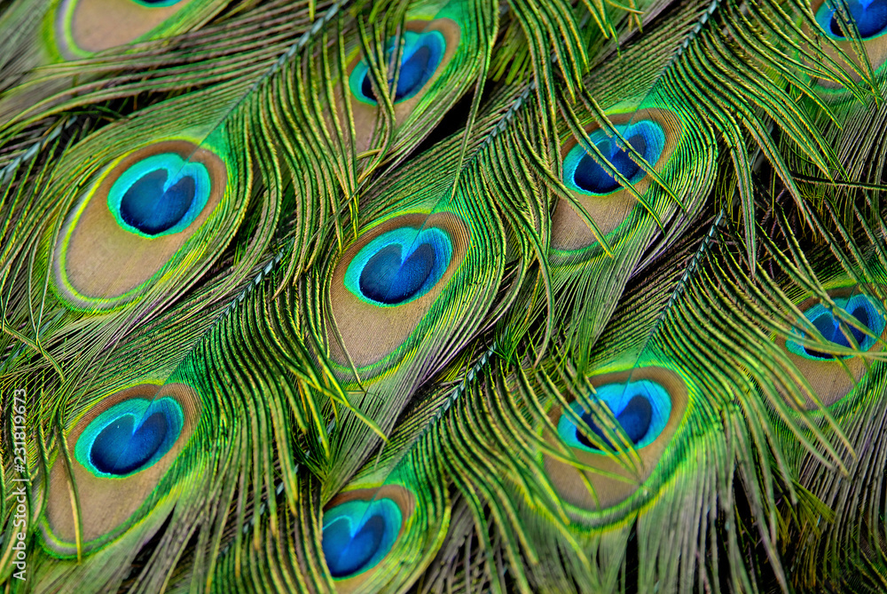 Fototapeta premium インドクジャク