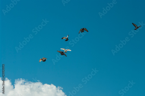 Dove in flight , Pigeons fly / Pigeons are flying in the sky