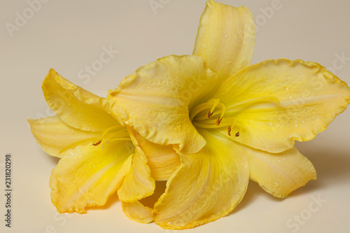 Yellow daylily flower on a beige background.