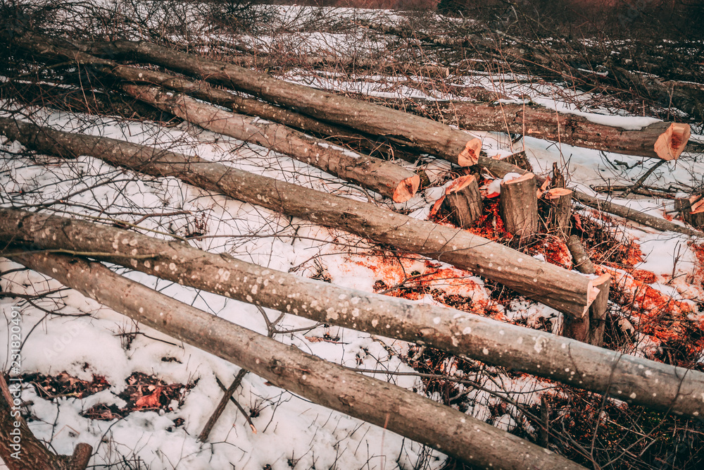 Folded trees lie in the snow in winter. Orange sawdust and shav Folded trees lie in the snow in winter. Orange sawdust and shav
