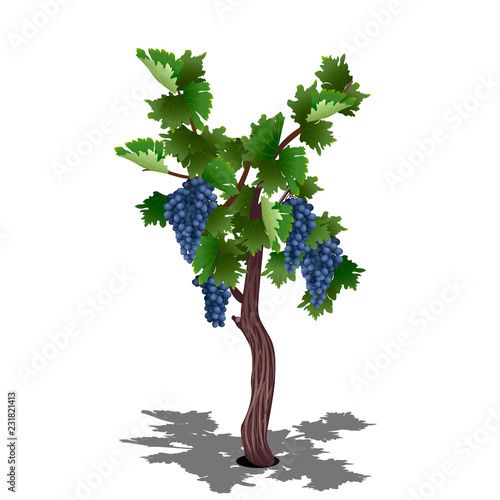 grape bush with berries and leaves