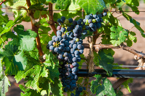 Vineyards at sunset in autumn harvest