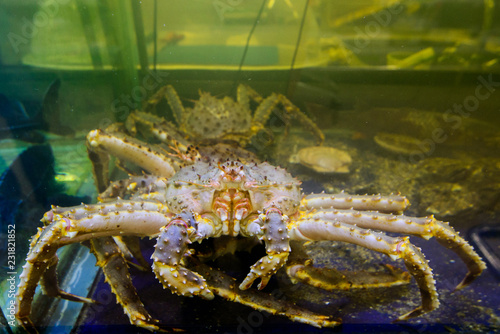 The Kamchatka crab in aquarium. Paralithodes camtschaticus. photo