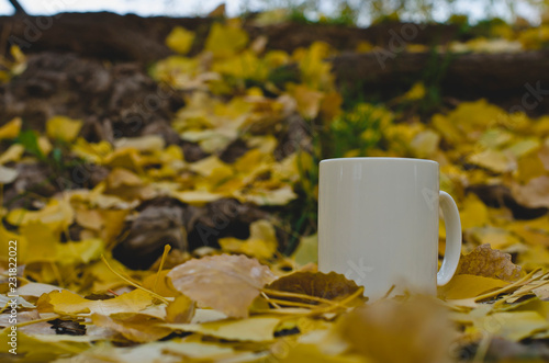 A blank white coffee mug on the park floor covered in the fallen yellow leaves from the trees above. 