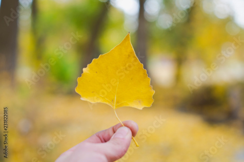 A single solo yellow leaf in the forest full of the fall leaves. 