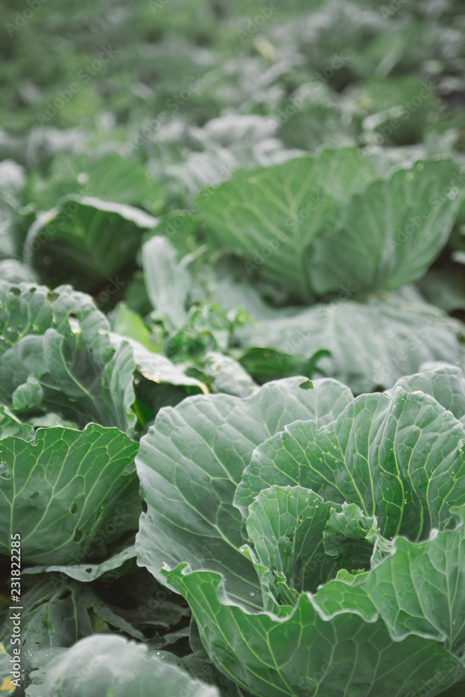 Cabbage field on the mountain; North, THAILAND. Cabbage field on the mountain; North, THAILAND.