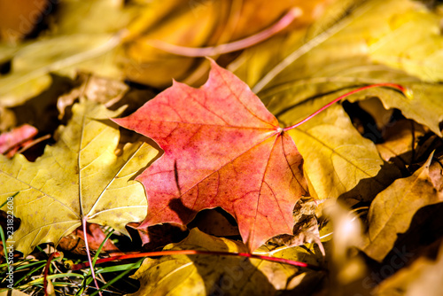 Wallpaper Mural Autumn background-maple leaves fallen leaves lying on the grass  Torontodigital.ca