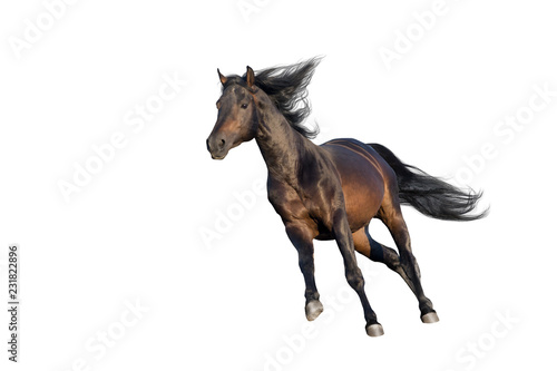Bay horse with long mane run gallop isolated on white