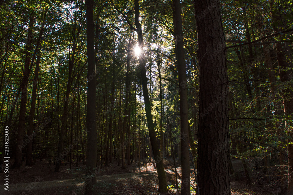 Fototapeta premium Sonnenlicht im Wald