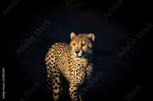 Cheetah in late afternoon light