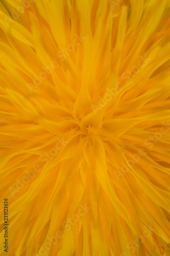 Fototapeta Naklejka Na Ścianę i Meble -  yellow Dandelion blossom - close-up 