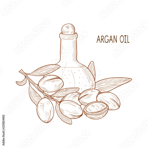 Argan. Plant. Branch, fruit, leaves. Bottle and oil. Sketch. Monophonic