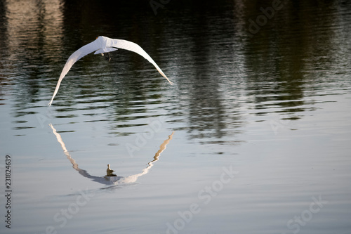 Photography bird
