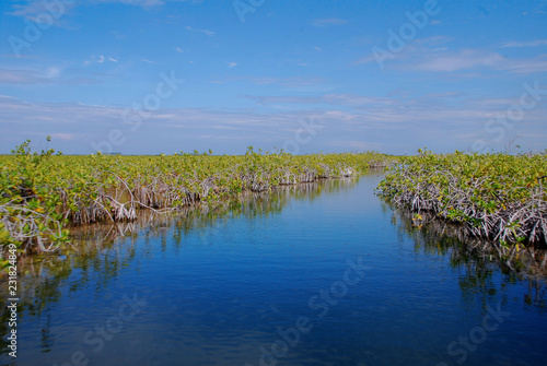 manglar